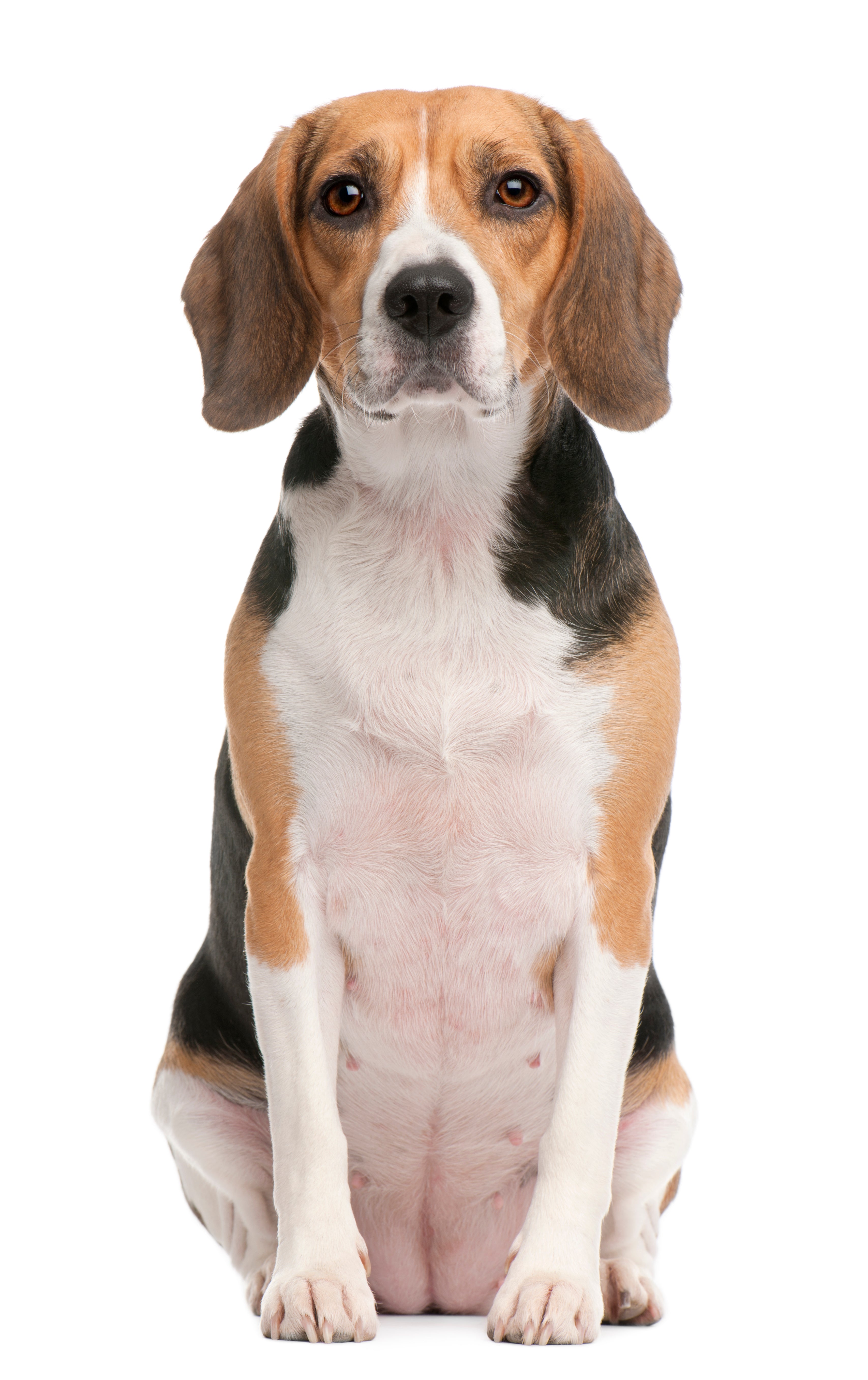 Is Beagle a good choice for a first owner?