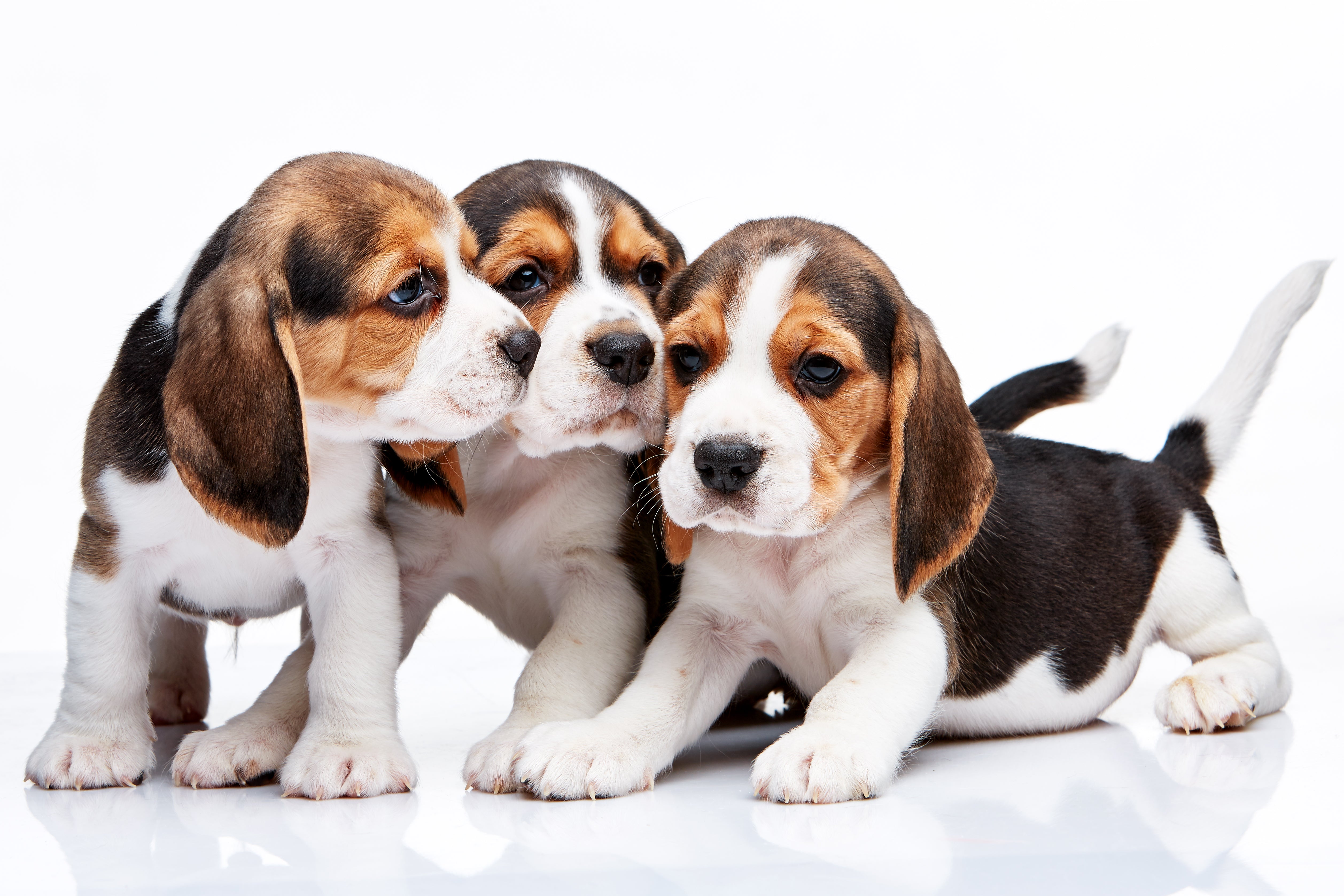 Adopting your first beagle - Survival Guide